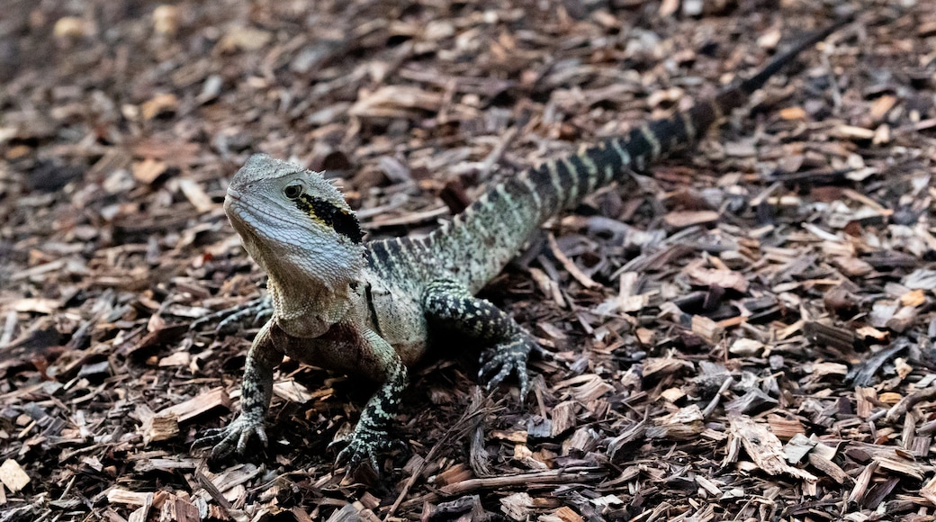 Parco Wilson Outlook Reserve