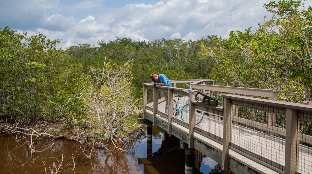 Sanibel Bayous