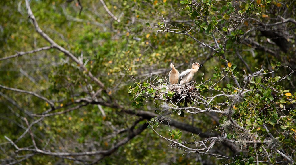 J. N. Ding Darling National Wildlife Refuge showing bird life