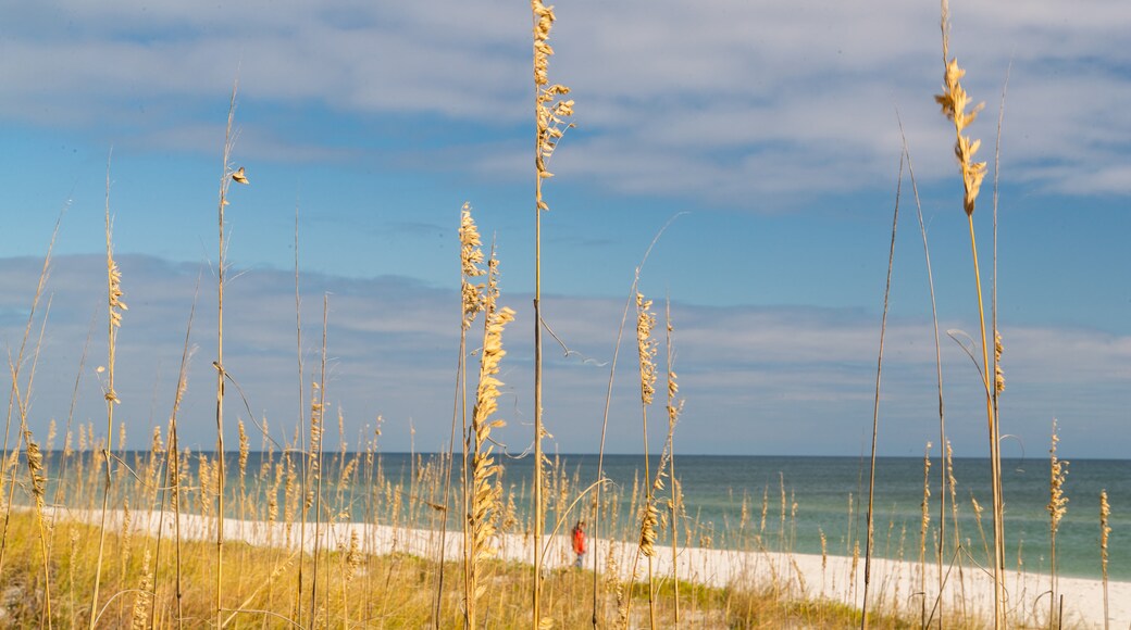 Perdido Key State Park showing a beach and general coastal views