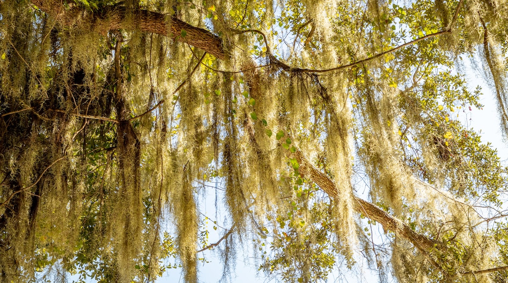 East Palatka featuring a garden