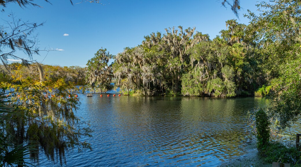 Blue Spring State Park showing a lake or waterhole