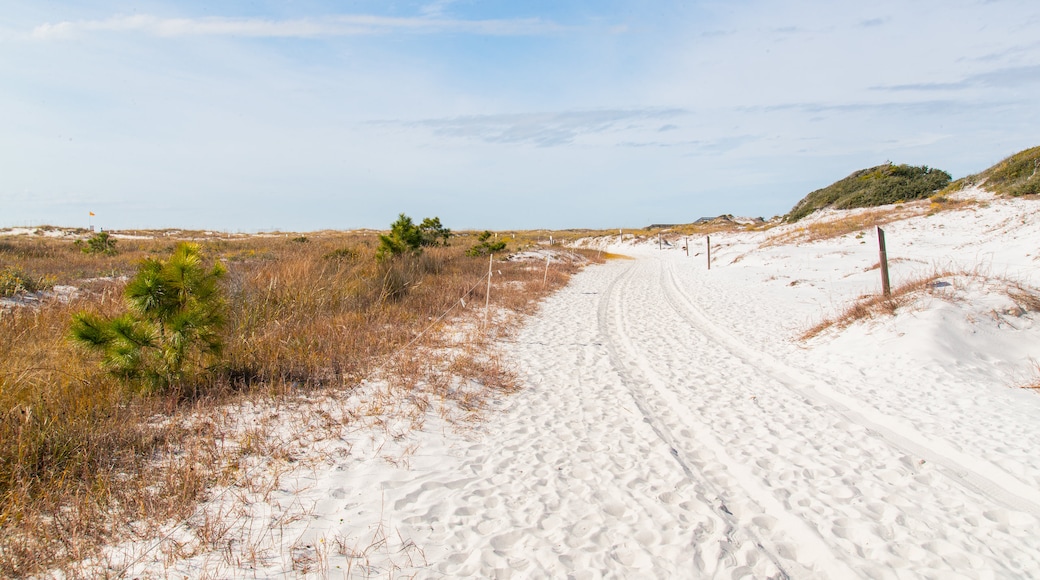 Camp Helen State Park showing a sandy beach