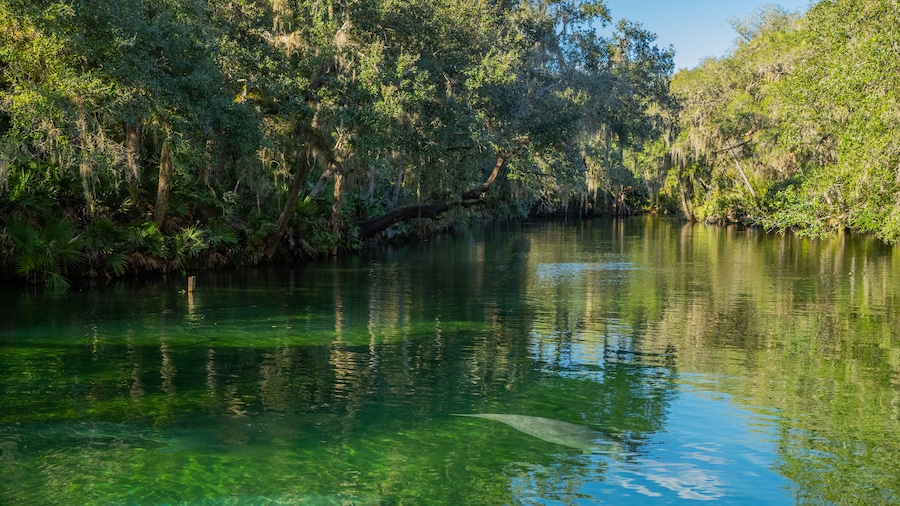 Blue Spring State Park which includes a river or creek