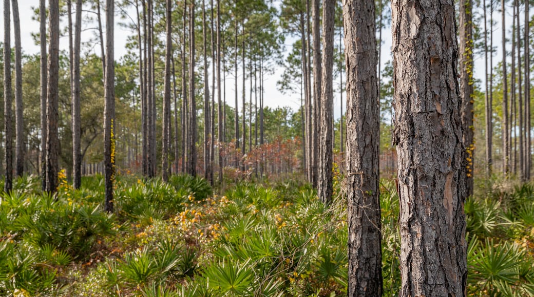 Conservation Park showing forest scenes