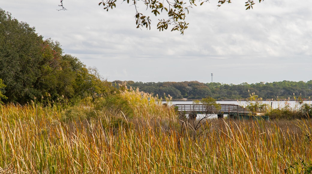 Camp Helen State Park showing tranquil scenes and a lake or waterhole