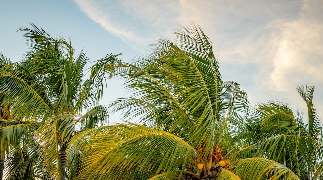 Sugarloaf Shores featuring a sunset and tropical scenes