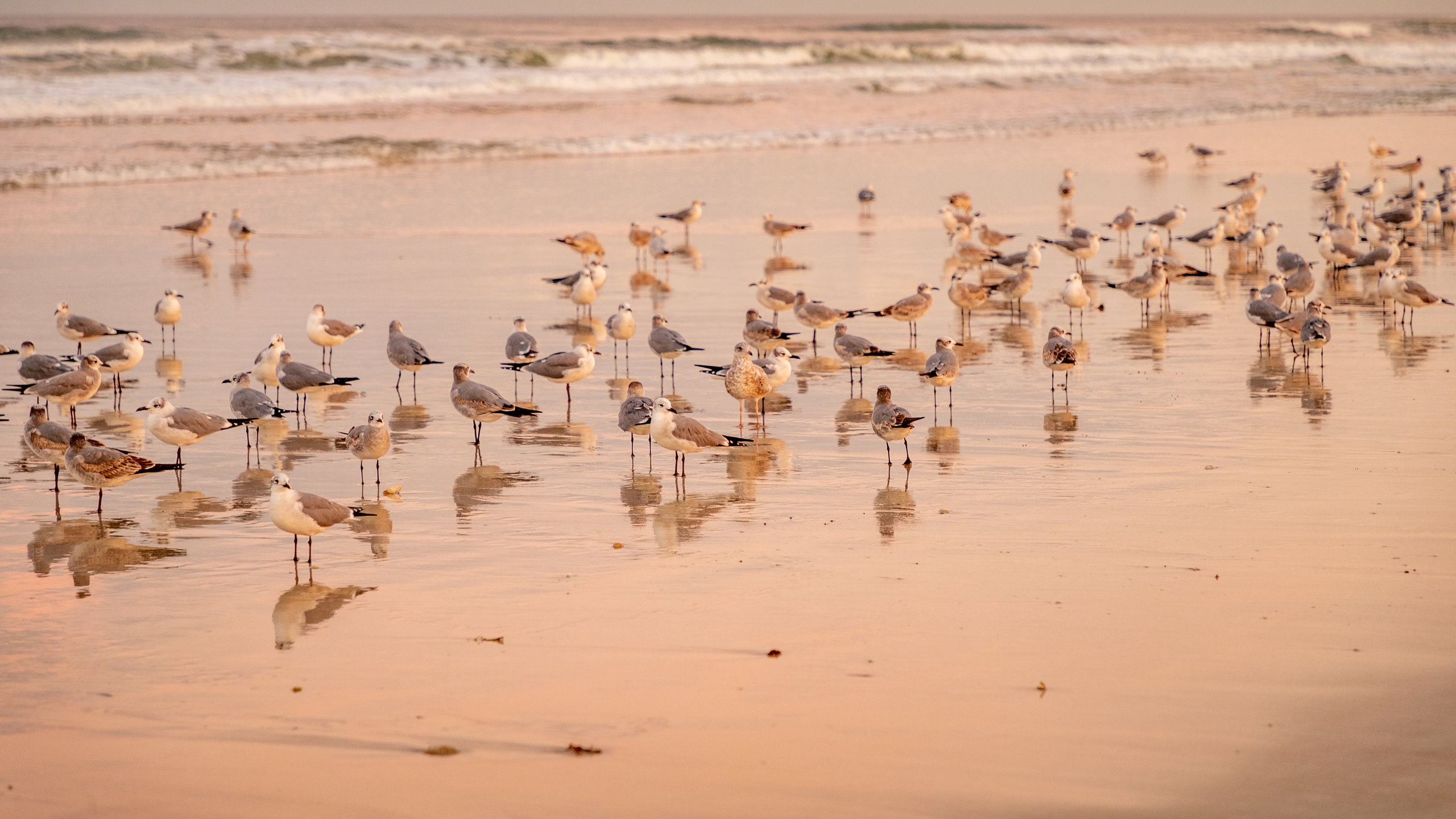 Beach at Daytona Beach showing a beach, general coastal views and bird life