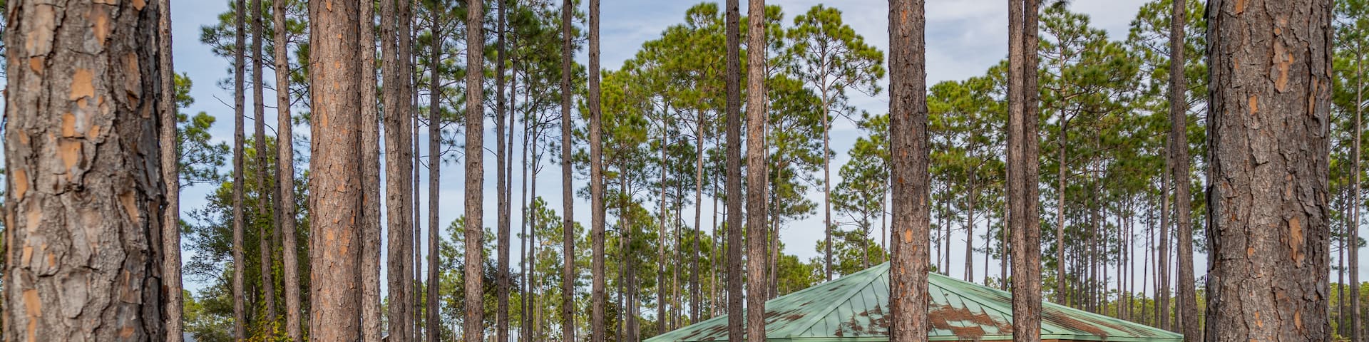 Conservation Park showing forests