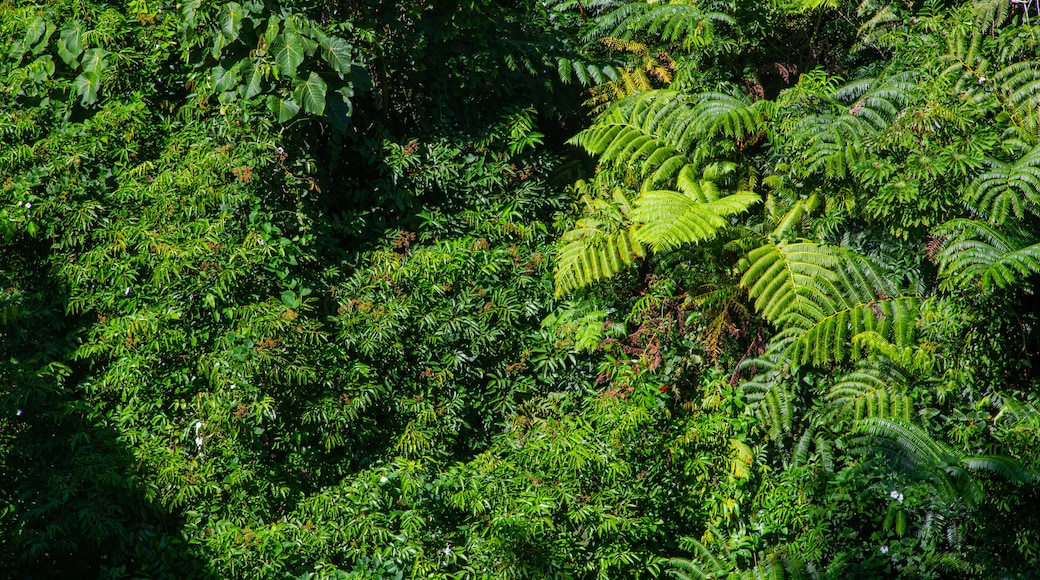 Akaka Falls featuring forests