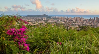 Makiki - Lower Punchbowl - Tantalus featuring a sunset, wildflowers and a city