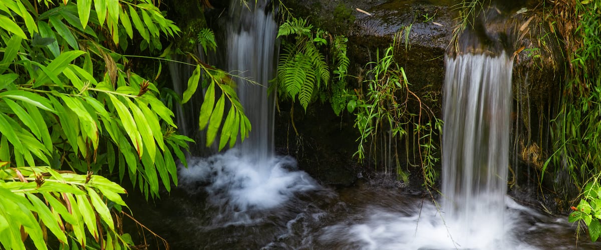 Akaka Falls showing a cascade