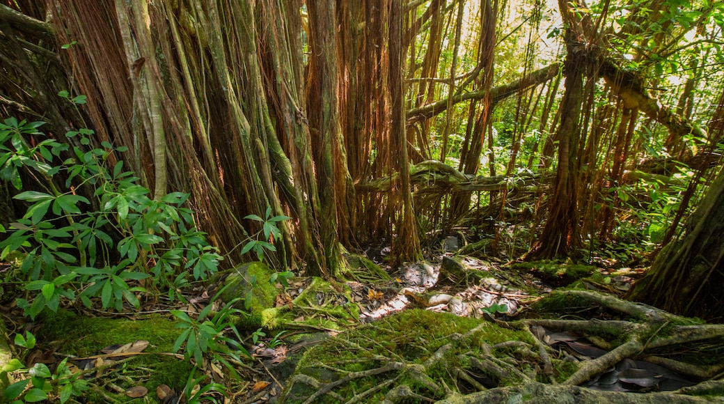 Akaka Falls showing forests