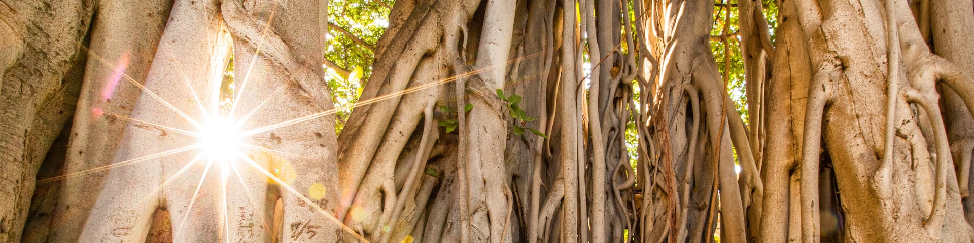 Downtown Honolulu which includes a park and a sunset