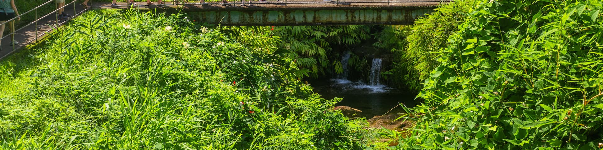 Akaka Falls which includes forest scenes, a river or creek and a bridge