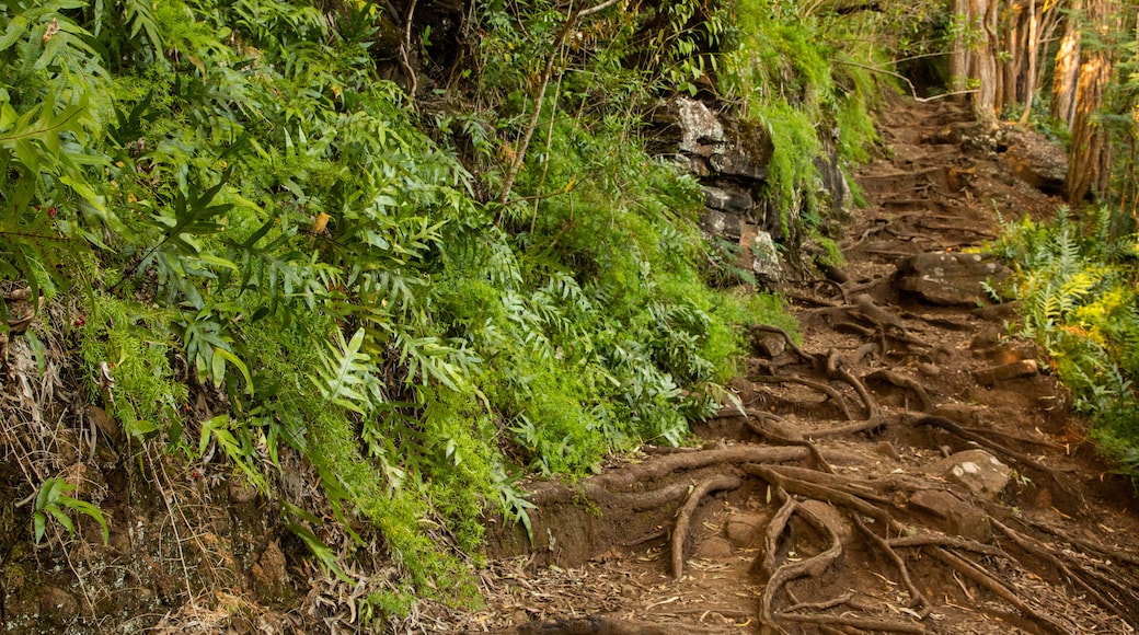 Makiki Forest Recreation Area showing forest scenes