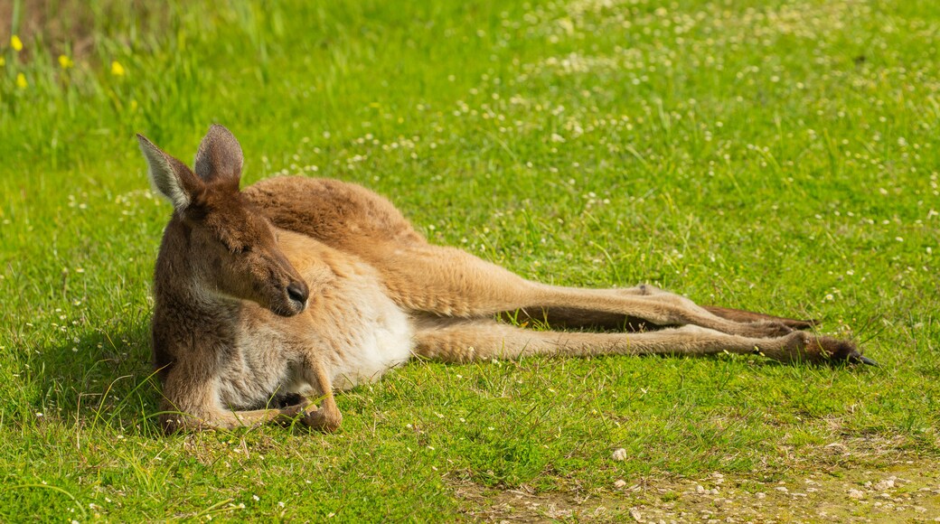 Heirisson Island which includes cuddly or friendly animals and land animals