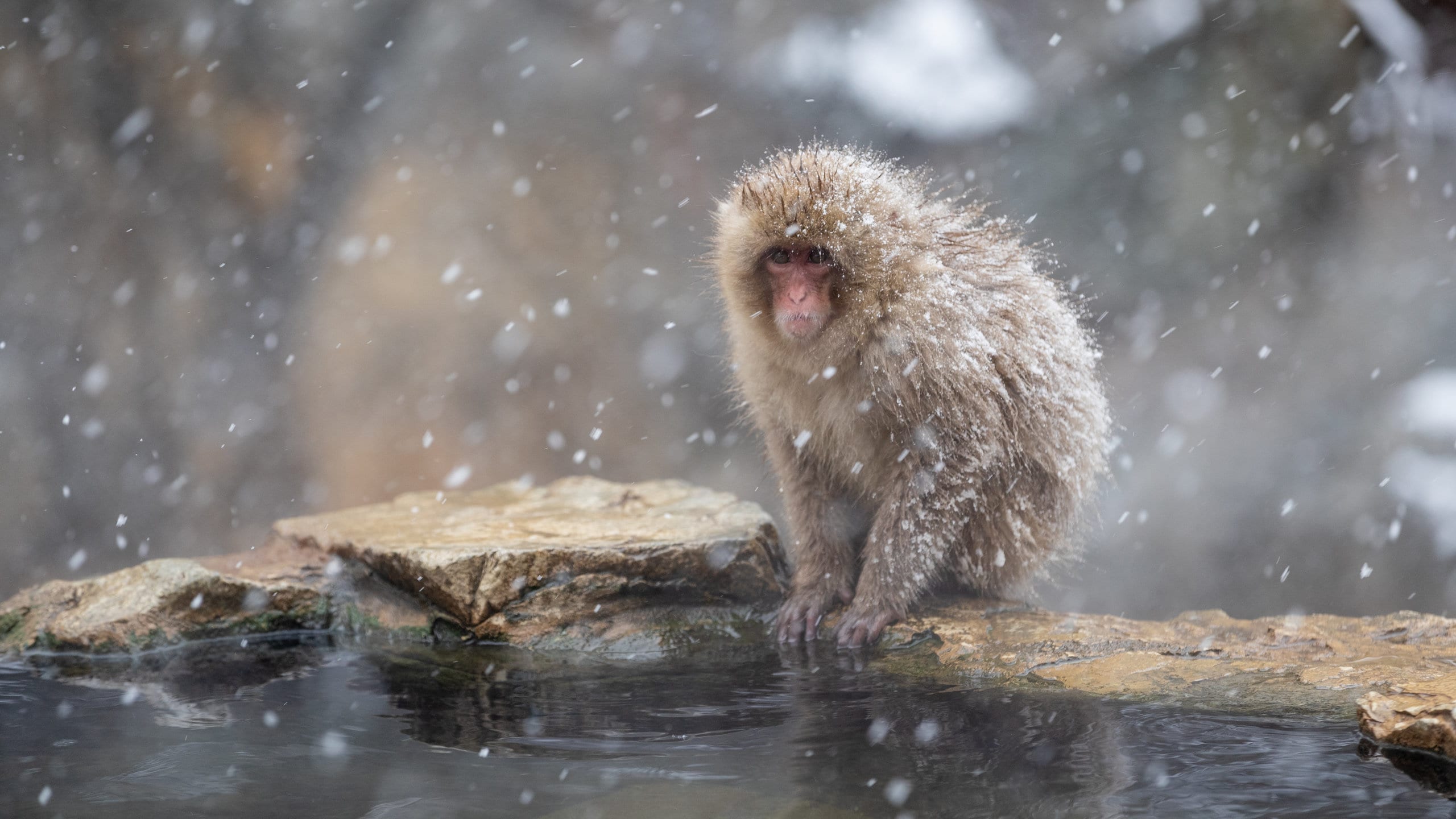 Jigokudani Monkey Park Tours - Book Now | Expedia