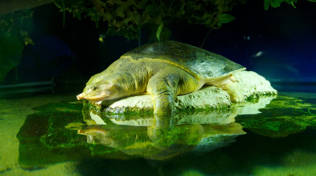 Aquatopia toont zeedieren en interieur