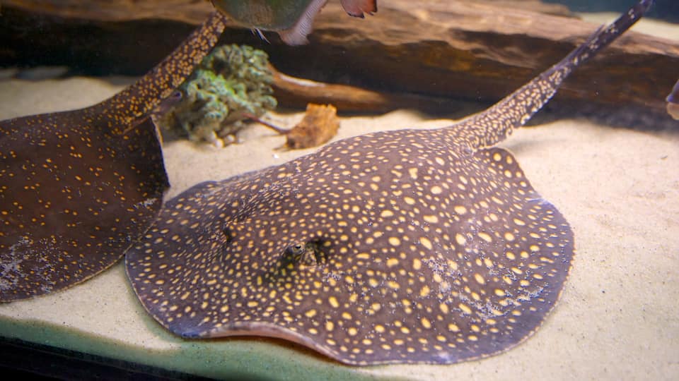 Aquatopia showing marine life