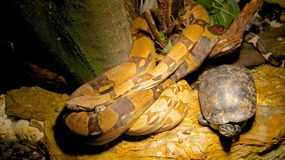 阿奎托邦 设有 動物園的動物, 動物 和 危險動物