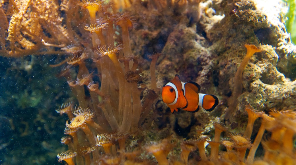 Aquatopia bevat zeedieren