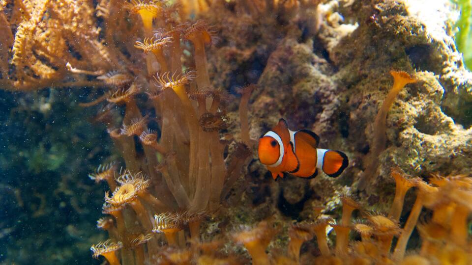 阿奎托邦 呈现出 海洋動物