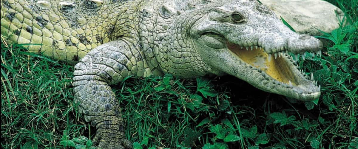 Barahona que incluye animales peligrosos
