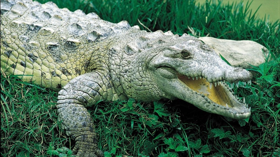 Barahona che include animali pericolosi