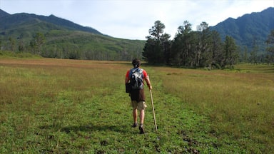 Dominican Republic showing tranquil scenes and hiking or walking as well as an individual male