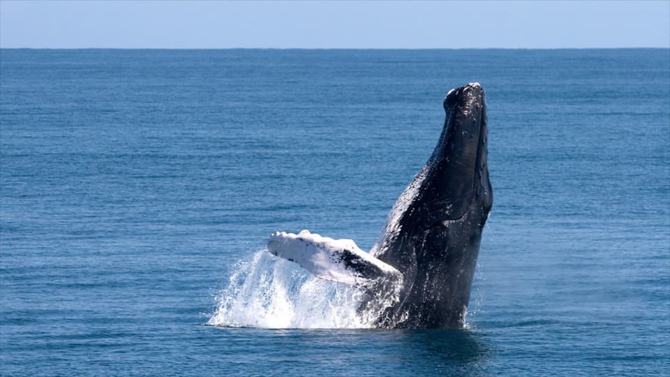 Samaná ofreciendo vida marina y observación de ballenas