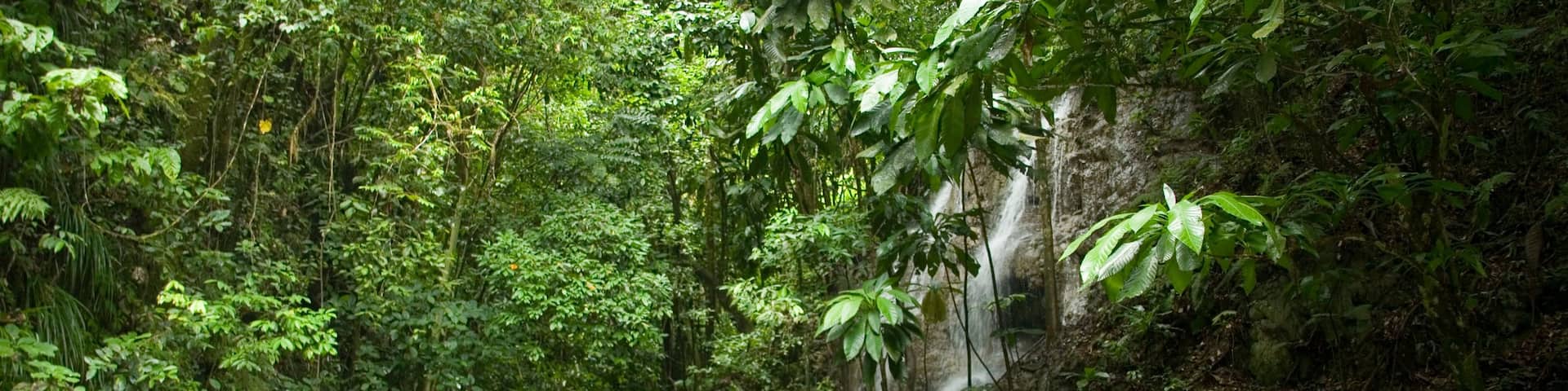 Somerset Falls featuring a waterfall, a river or creek and rainforest