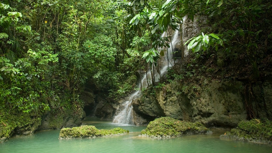 Somerset Falls featuring a cascade, a river or creek and rainforest