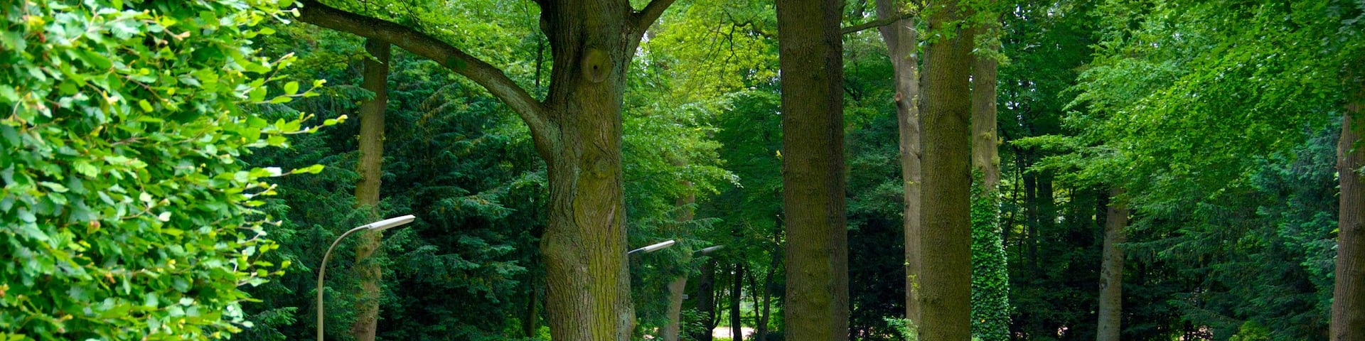市立公園 表示 公園