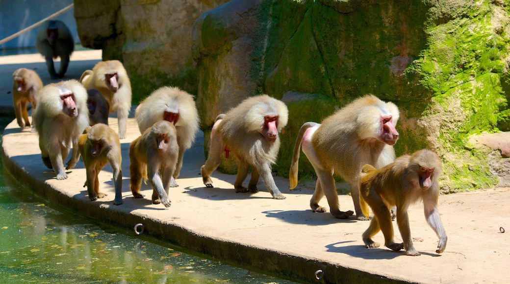 Dierentuin van Keulen bevat dierentuindieren en dieren