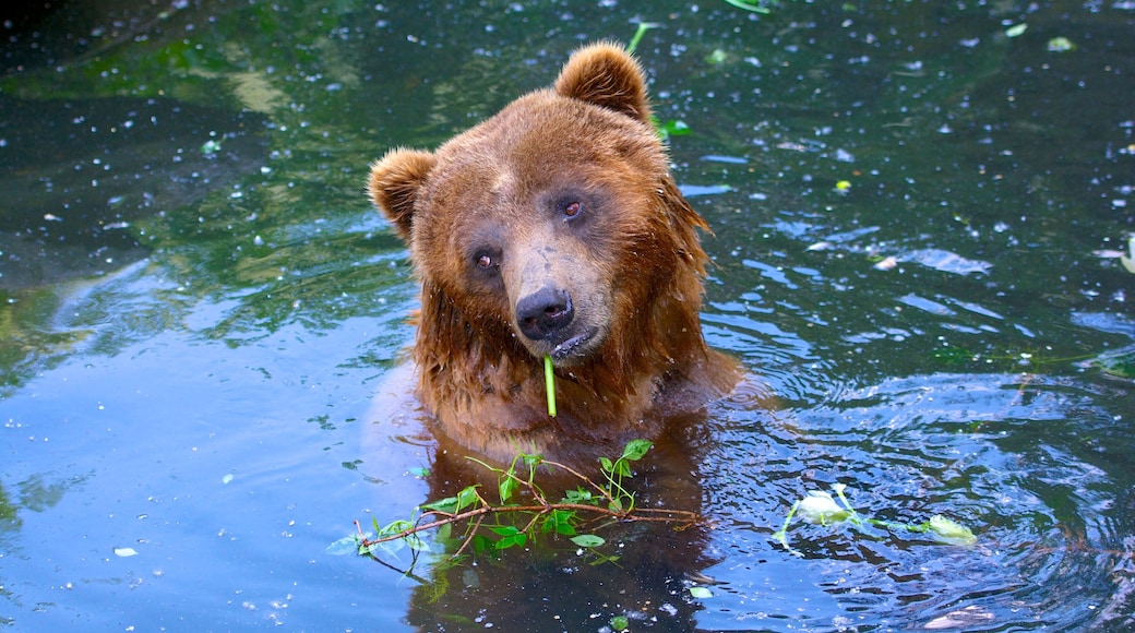 Cologne Zoo showing dangerous animals and zoo animals