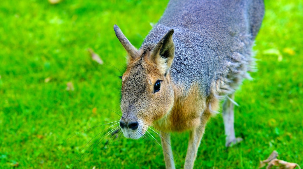 Hagenbeck Zoo showing cuddly or friendly animals and zoo animals