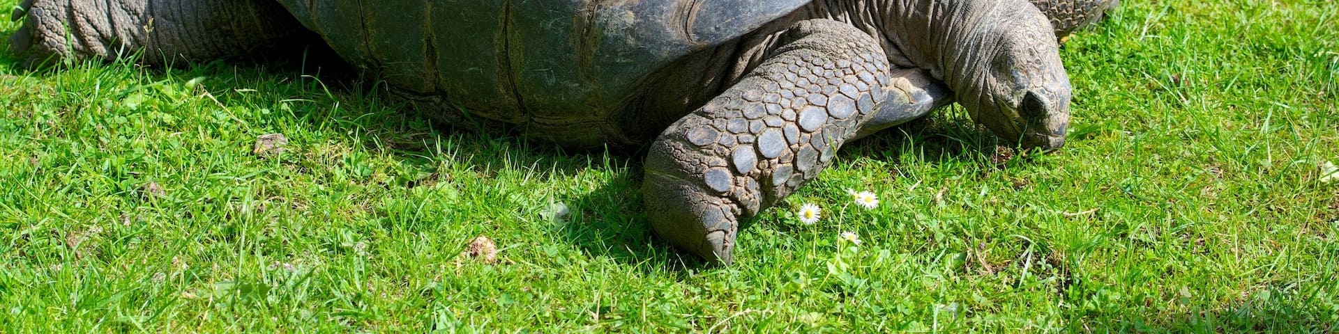 Hagenbeck Zoo featuring zoo animals and animals