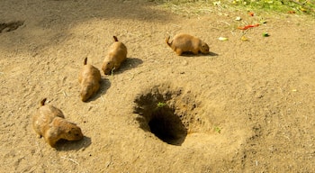 Tierpark Hagenbeck das einen niedliche oder freundliche Tiere und Zootiere