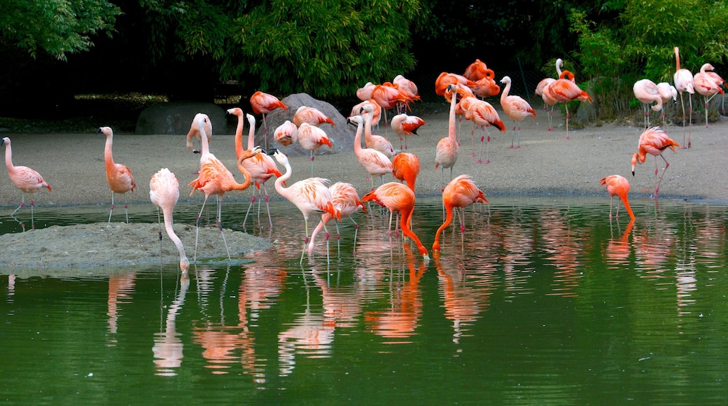 Dierentuin Hagenbeck toont vogels en dierentuindieren