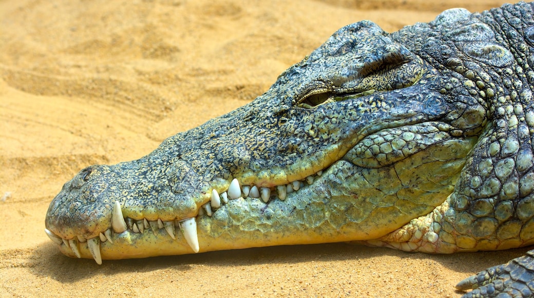 Dierentuin van Keulen bevat dierentuindieren en gevaarlijke dieren