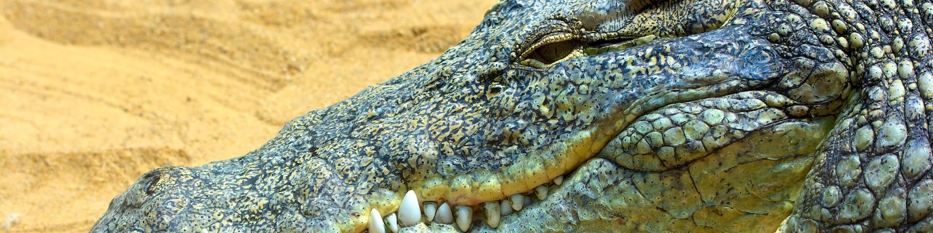 Cologne Zoo showing dangerous animals and zoo animals