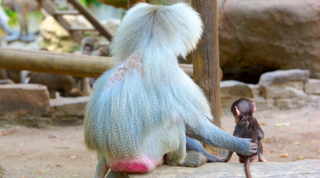 Dierentuin van Keulen toont dieren en dierentuindieren