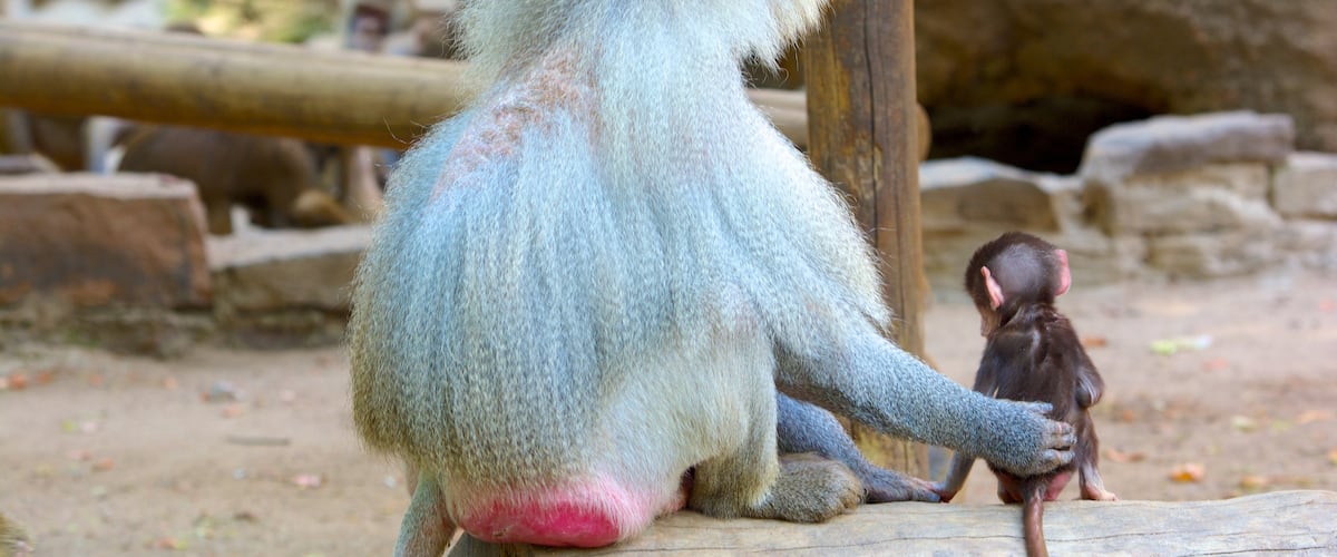 ケルン動物園 フィーチャー 動物 と 動物園の動物