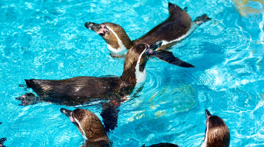 Kölns zoo presenterar zoodjur och havsdjur