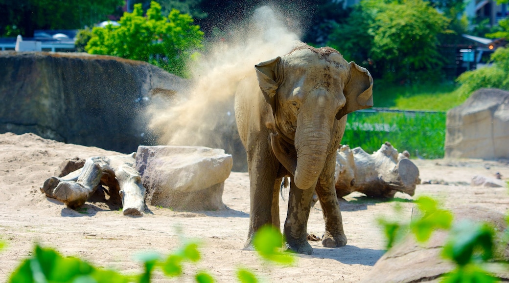 Zoológico de Colônia que inclui animais de zoológico e animais terrestres