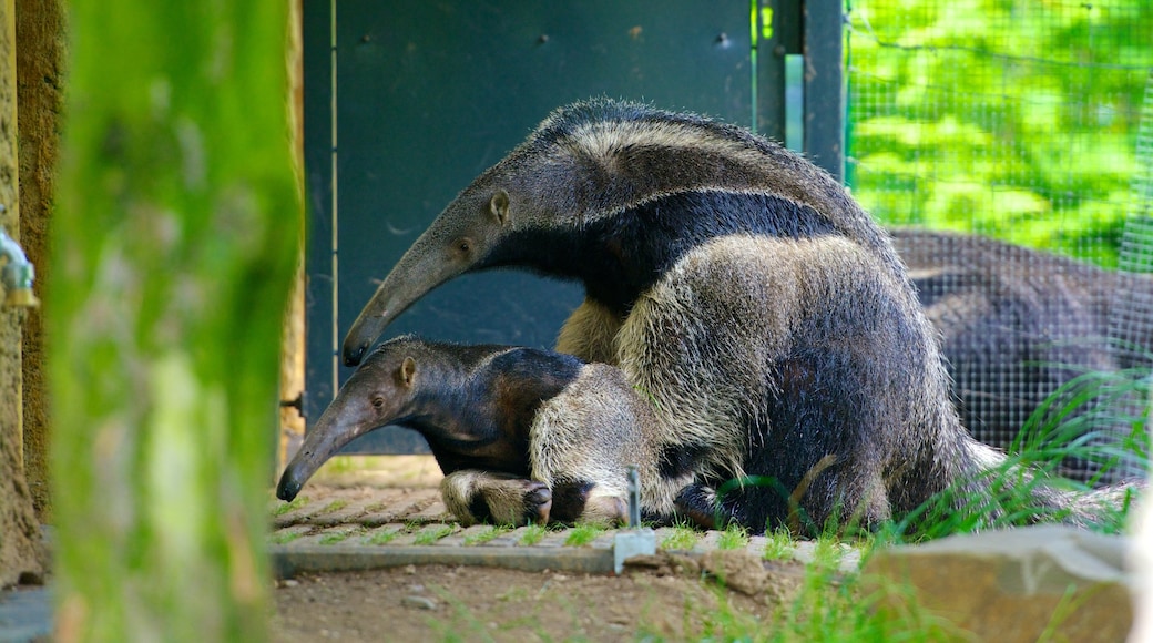 Zoo de Cologne montrant animaux de zoo et animaux