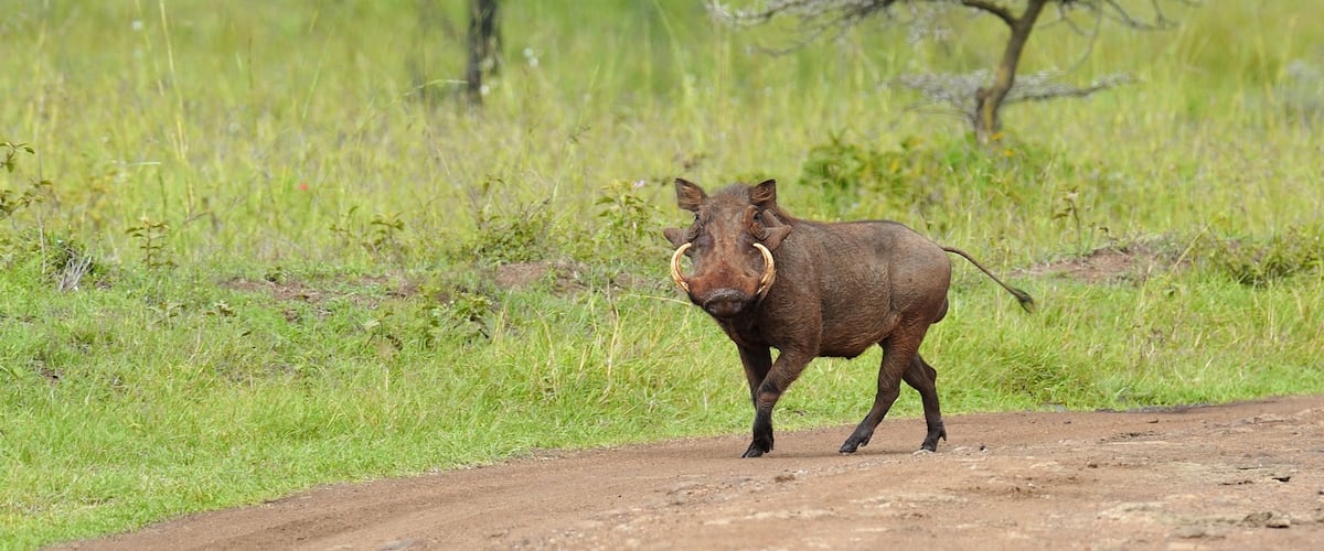 Kenia mostrando animales terrestres