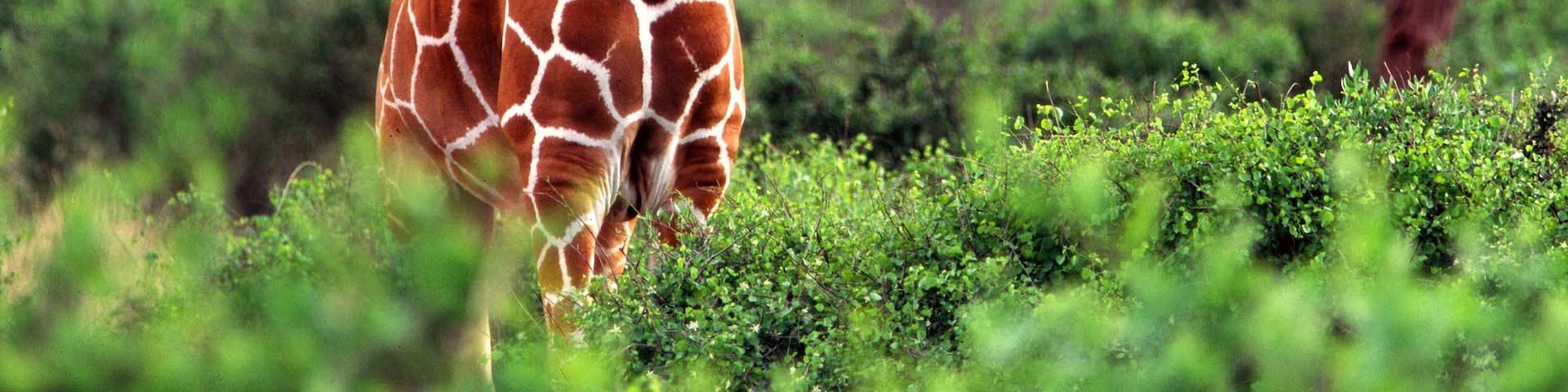 Nairobi featuring land animals