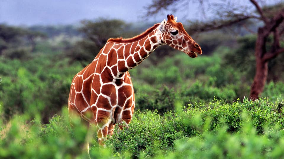 Nairobi montrant animaux terrestres